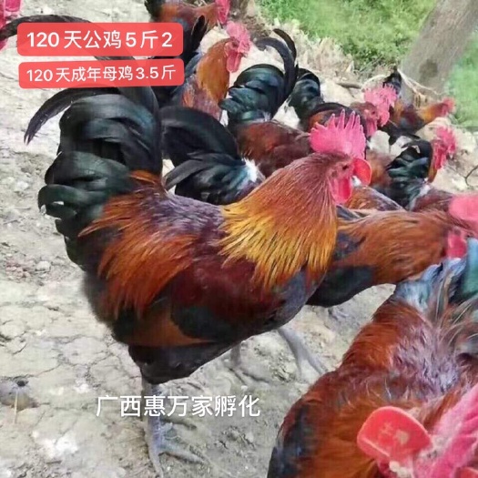 南宁广西瑶鸡苗 青脚土鸡苗红瑶鸡苗 黑脚土鸡包路损全国运输
