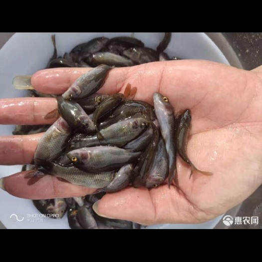 广州 禾花鲤鱼苗