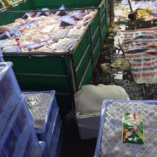 阳西县 自有基地果园，可代收荔枝