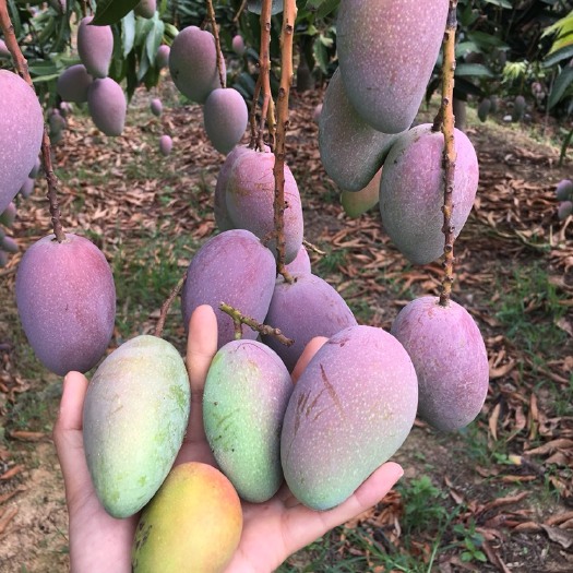 百色 广西贵妃芒果10斤一件包邮甜心芒金煌芒台农芒果