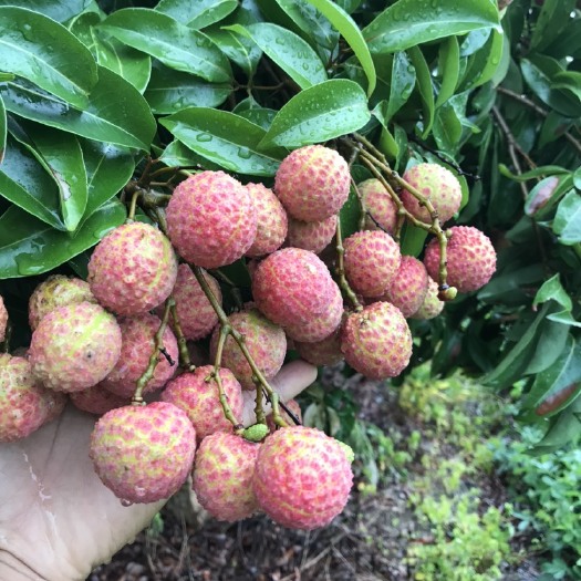 台山市 大量批发黑叶，桂味，妃子笑荔枝