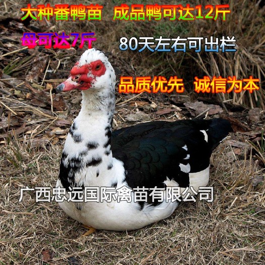 南宁 大种番鸭苗  又叫西洋鸭苗  火鸭苗 旱鸭苗  精选品质
