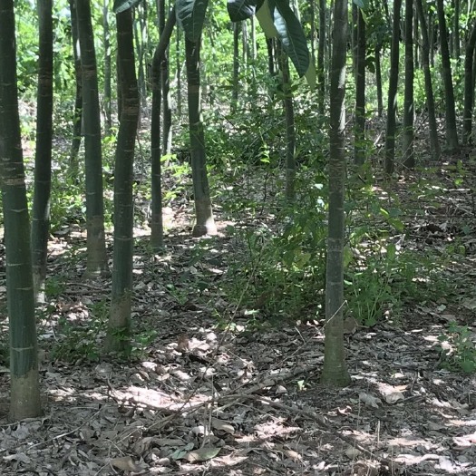 遂溪县发财靓树 惠货