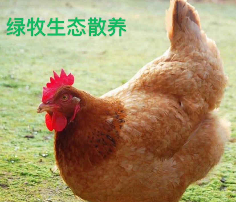 海南文昌鸡  黄皮坡鸡，鸡源稳定、大量供应