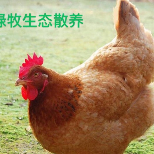 文昌市海南文昌鸡  黄皮坡鸡，鸡源稳定、大量供应