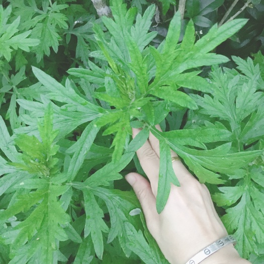 紫金县 新鲜嫩叶甜艾自然生长不打药