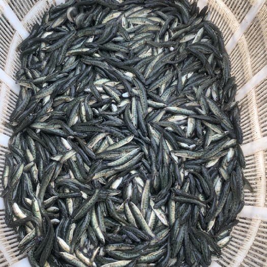 德清县 黑鱼苗小苗浙北生鱼乌鳢乌鱼苗