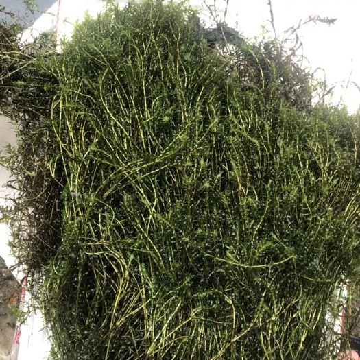 杭州 物美价廉的金鱼藻