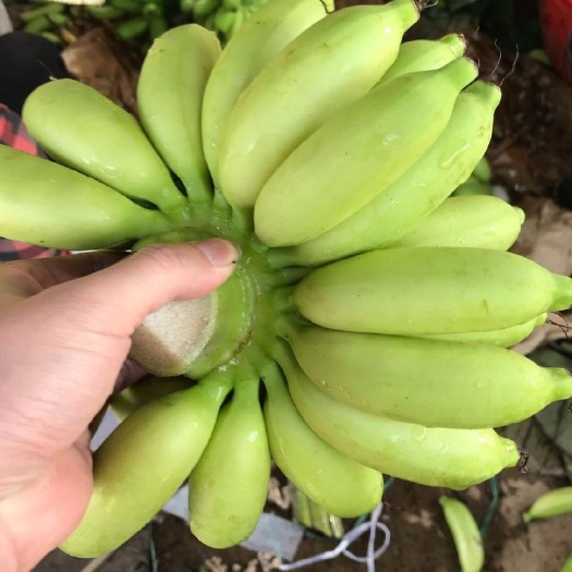 万宁市 【小米蕉】皇帝蕉
海南农家皇帝蕉，营养价值高