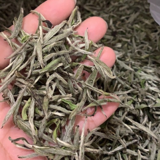 福鼎市 福鼎白茶白豪银针点头核心产区厂家直销