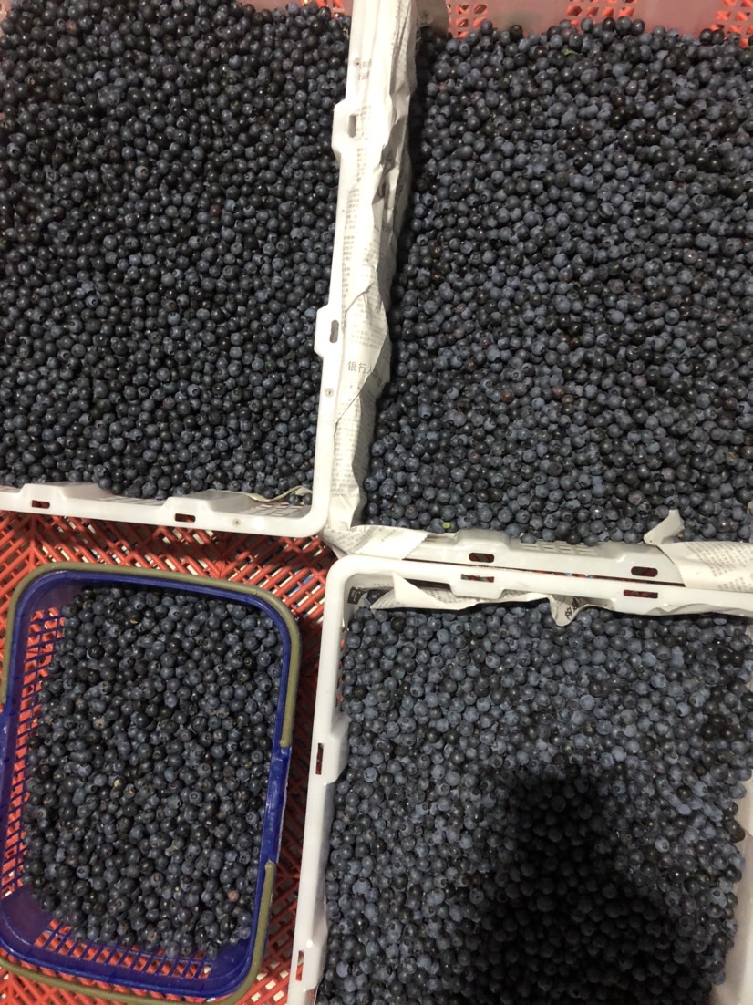 莱克西蓝莓 12 - 14mm以上 鲜果