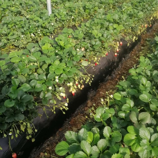 平度市章姬草莓苗  基地直发优质章姬甜宝草莓苗成活率高成熟早产量高