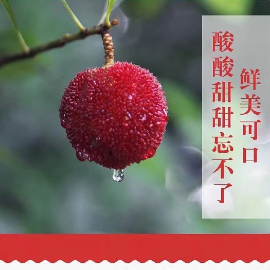 浙江仙居杨梅