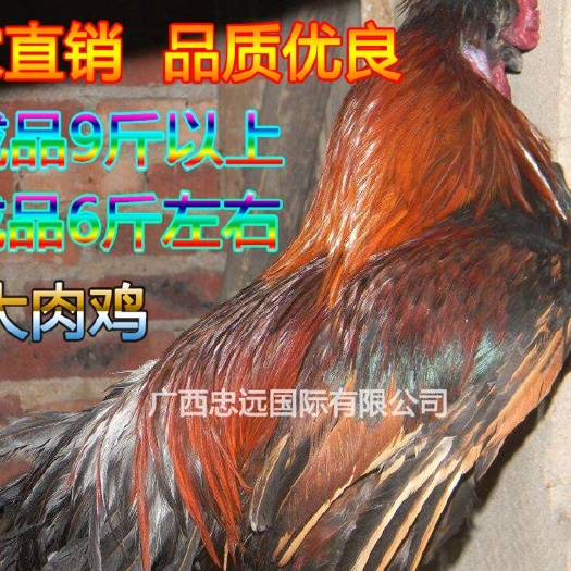 南宁 K9  882鸡苗  成品公9斤以上 母6斤左右  诚信经营