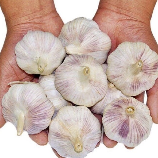 睢宁魏集大蒜 白皮大蒜 直径3-6cm