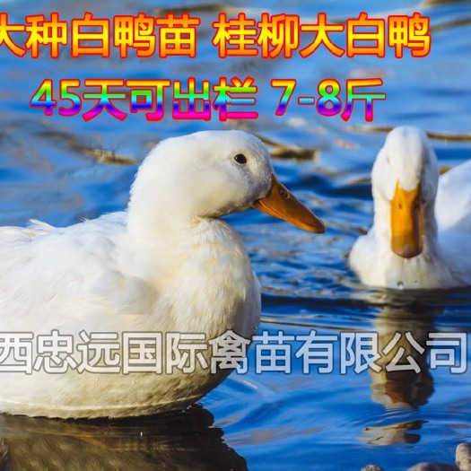南宁 大种白鸭苗  45天出栏8斤左右  品种优选  厂家直销