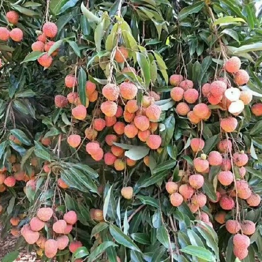 保山本场地大量供应：妃子笑荔枝苗，无核荔枝苗，荔枝王苗，桂味苗