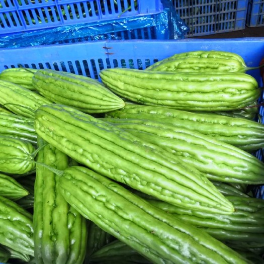 陆丰市绿苦瓜 自定义