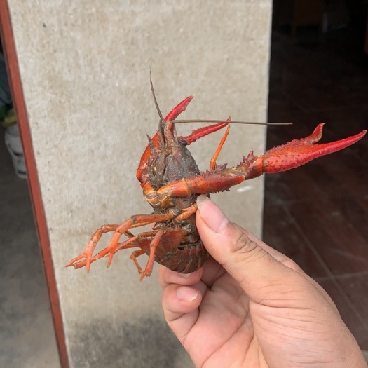 宝应县清水小龙虾 基地直发，没有中间商赚差价