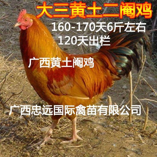 南宁 三黄鸡苗（热销中）大三黄  中三黄  品质担保