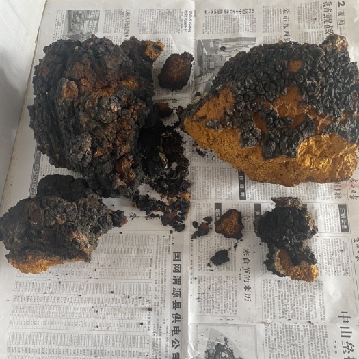 岷县俄罗斯桦树茸 整块 散装
