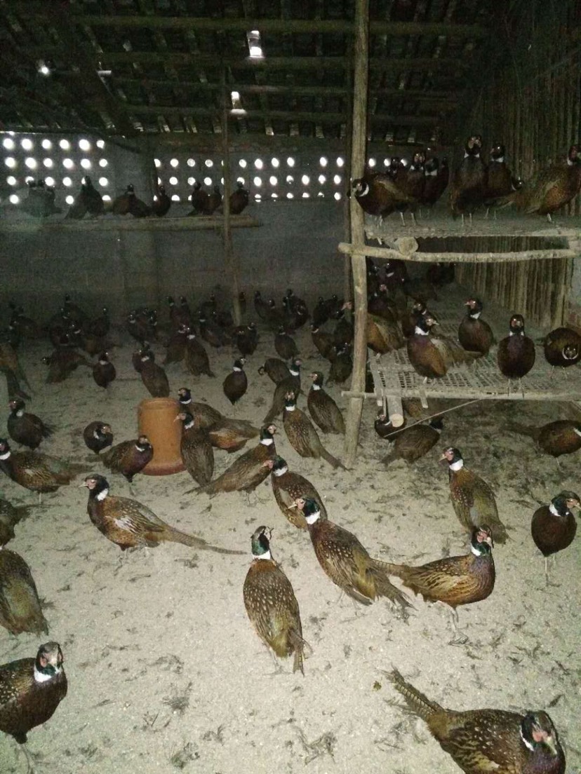  三鸡苗