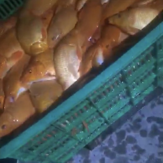 台州 红鲤鱼红鲤鱼