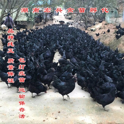 衡阳五黑鸡苗  热销乌黑鸡苗青脚鸡苗红毛公鸡苗土鸡苗