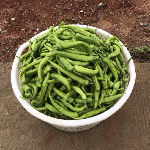 衡阳县辣椒 微辣