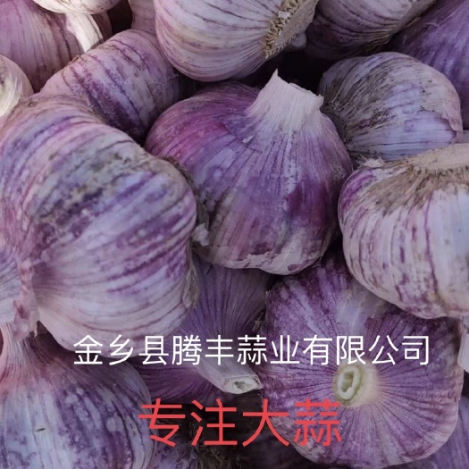金乡县 金乡红皮大蒜、直径4.5-6.5、保质保量、支持在线交易