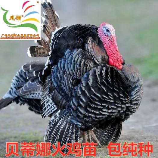 遵义贝蒂娜火鸡苗。包打出壳疫苗 包纯种苗