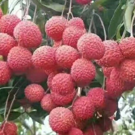 广州荔枝 从化桂味