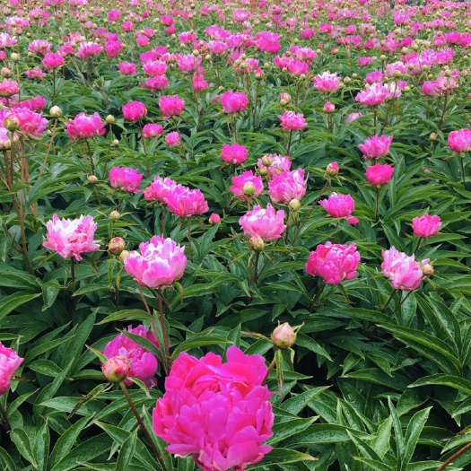开原市 东北辽宁 芍药花 重瓣芍药花价格合理量大优惠