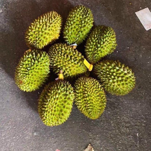 绵阳 金枕榴莲