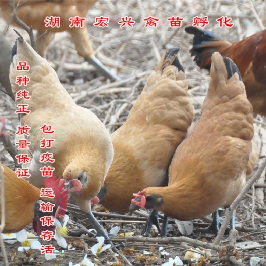 衡阳热销优质黄毛乌鸡苗黑乌鸡苗泰和乌鸡苗土鸡苗蛋鸡苗大红公鸡苗