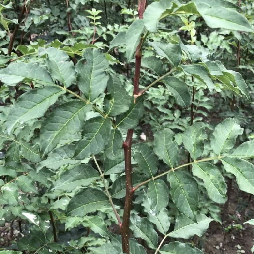 西和县 无刺嫁接花椒苗 无刺大红袍花椒苗 五月梅花椒花椒苗