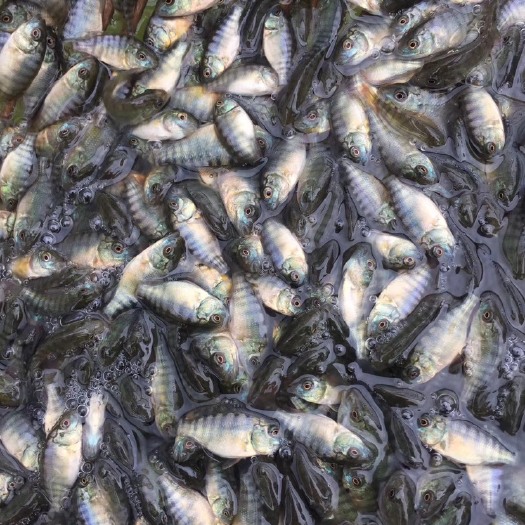 江门 罗非鱼，1号罗非鱼鱼苗，优质鱼苗