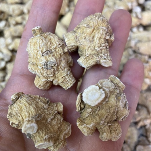 加拿大西洋参7克粒头