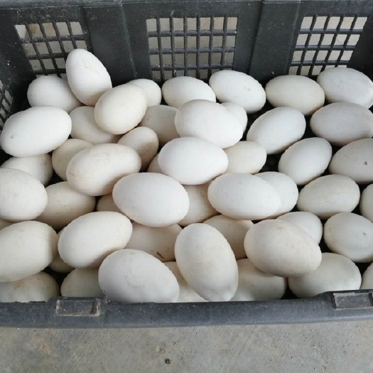宝鸡种鹅蛋 孵化 箱装