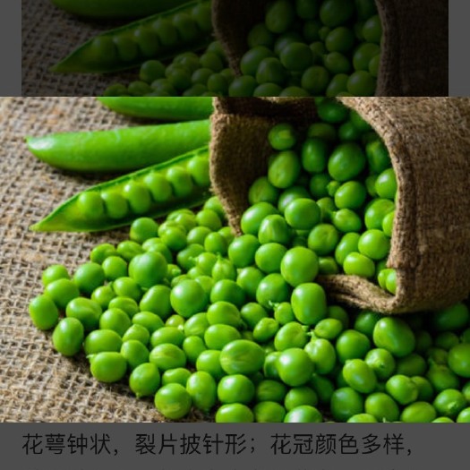 滦南县中豌6号