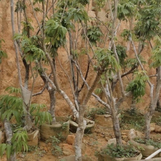 灵山县无核荔枝苗 荔枝大苗