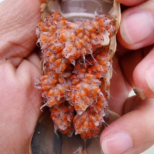 文昌市澳洲淡水龙虾 大量公分苗