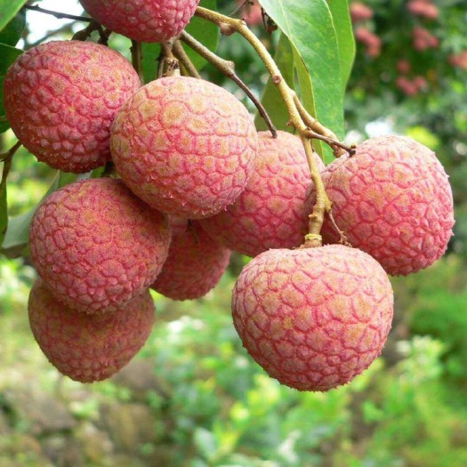 深圳 黑叶荔枝
