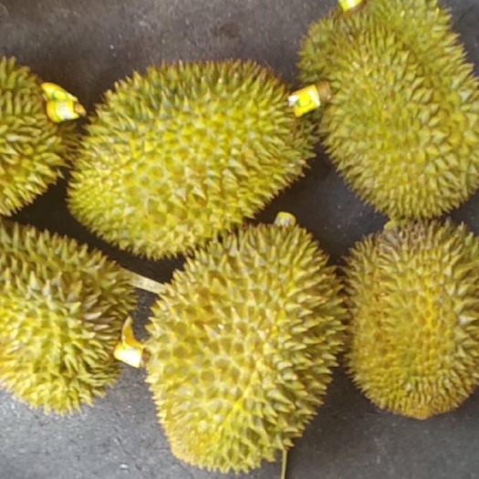 绵阳 金枕榴莲