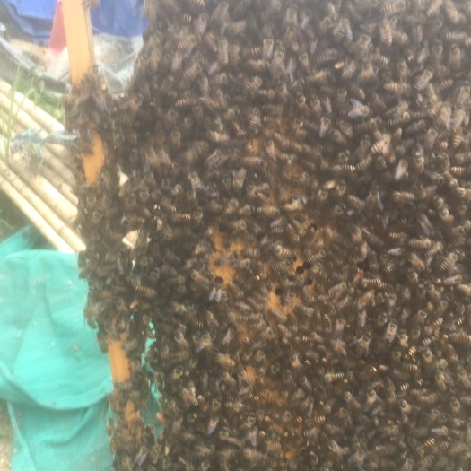 肇庆 中蜂蜜蜂群100一脾。