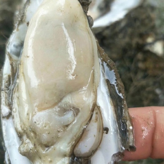 遂溪县 湛江阳江生蚝源产地直销欢迎订购