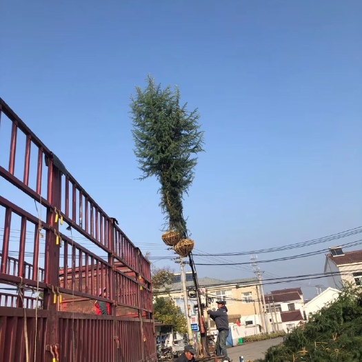 南京 南京雪松