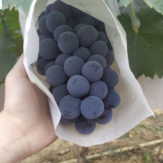 峨山县 夏黑葡萄，黑提，精品果，上市中