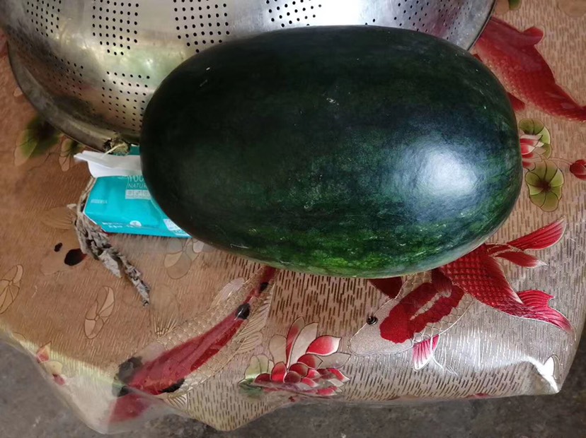 黑美人西瓜 6斤打底 8成熟 1茬 有籽