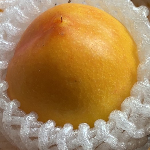 蒙阴县 陆地黄金油桃